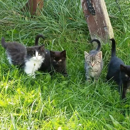 דירה Altmann אראך